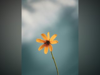 /photos/9601/97ad87db-80d9-5646-9dad-1dfd31c2d714_i320x240.jpg